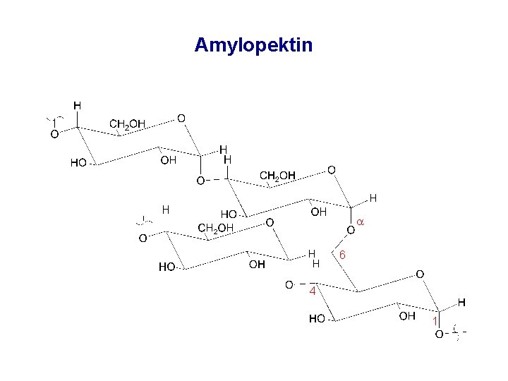 Amylopektin 6 4 1 