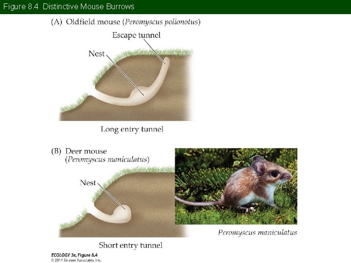 Figure 8. 4 Distinctive Mouse Burrows 