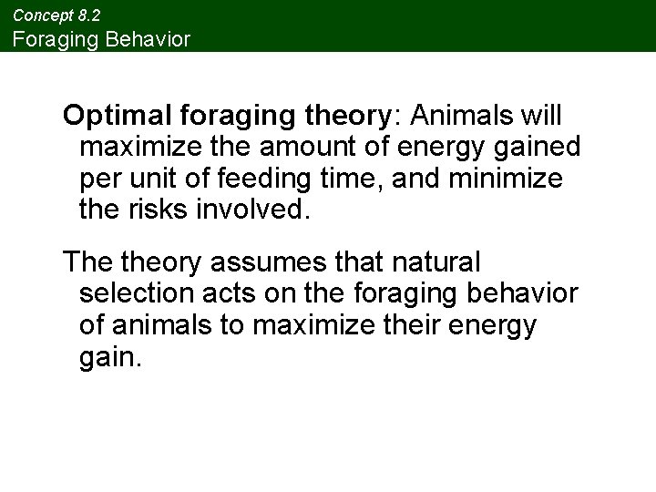 Concept 8. 2 Foraging Behavior Optimal foraging theory: Animals will maximize the amount of