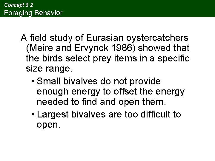 Concept 8. 2 Foraging Behavior A field study of Eurasian oystercatchers (Meire and Ervynck