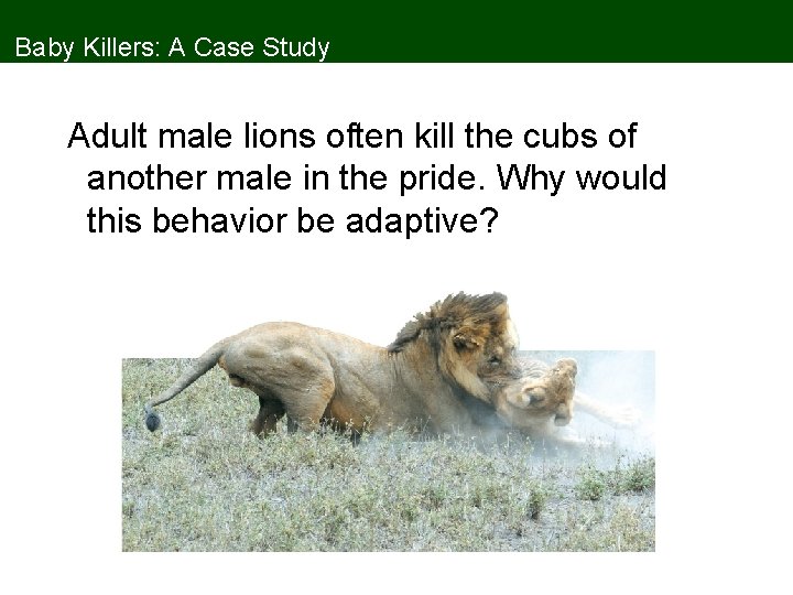 Baby Killers: A Case Study Adult male lions often kill the cubs of another