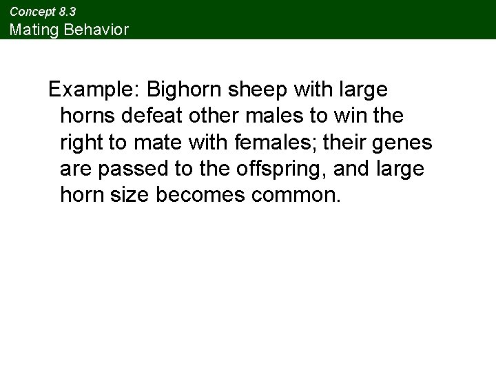 Concept 8. 3 Mating Behavior Example: Bighorn sheep with large horns defeat other males