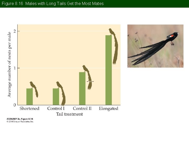Figure 8. 16 Males with Long Tails Get the Most Mates 