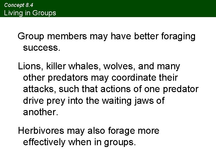 Concept 8. 4 Living in Groups Group members may have better foraging success. Lions,