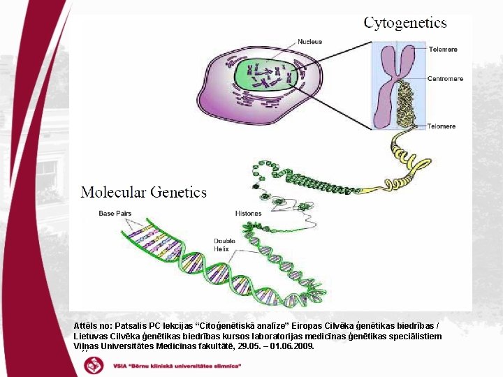 Attēls no: Patsalis PC lekcijas “Citoģenētiskā analīze” Eiropas Cilvēka ģenētikas biedrības / Lietuvas Cilvēka