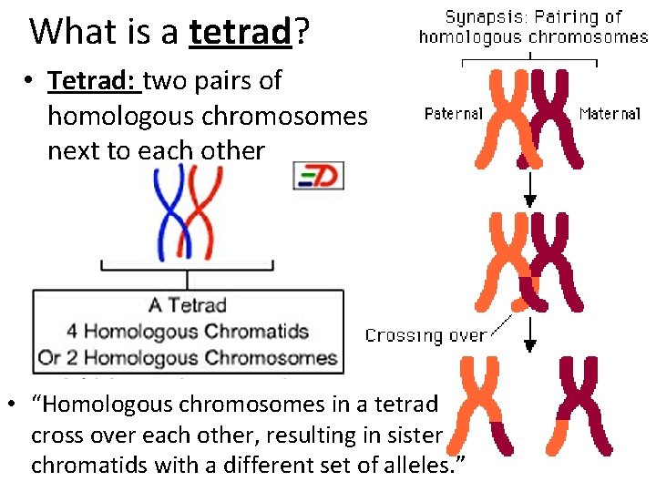 What is a tetrad? • Tetrad: two pairs of homologous chromosomes next to each