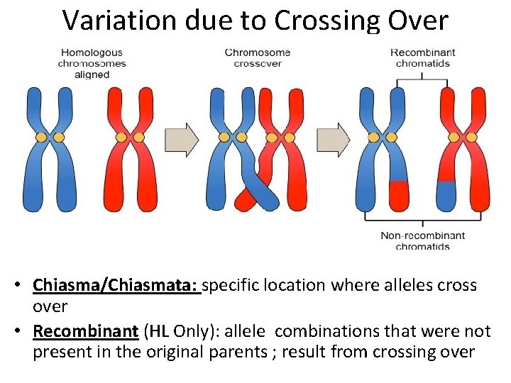 Variation due to Crossing Over • Chiasma/Chiasmata: specific location where alleles cross over •