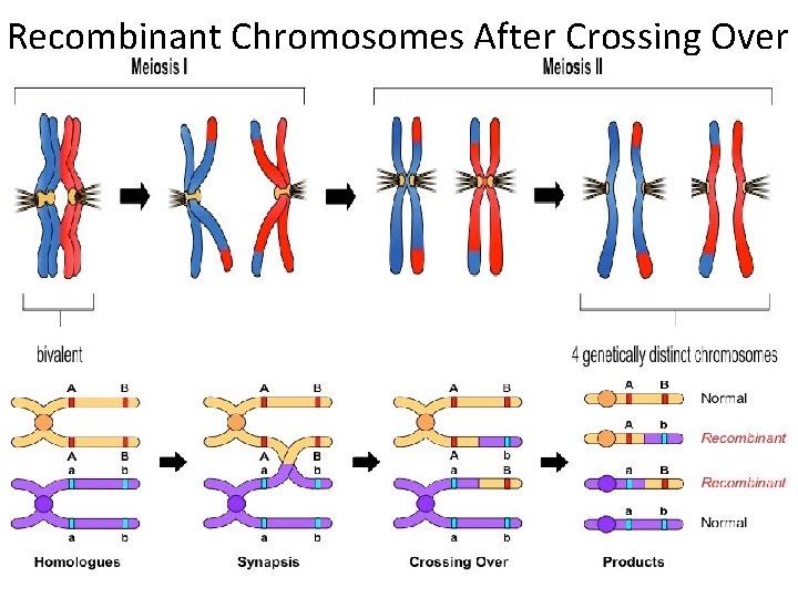 Recombinant Chromosomes After Crossing Over 