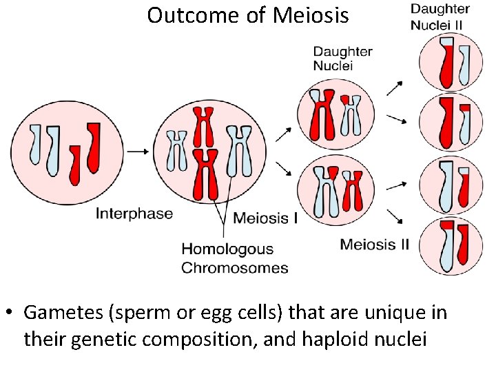 Outcome of Meiosis • Gametes (sperm or egg cells) that are unique in their