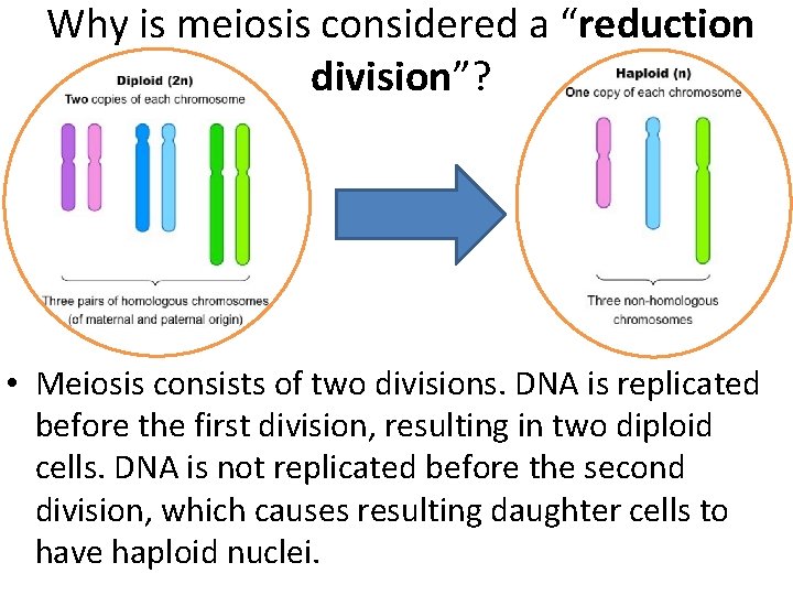 Why is meiosis considered a “reduction division”? • Meiosis consists of two divisions. DNA