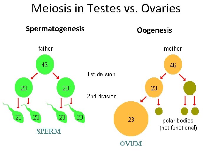 Meiosis in Testes vs. Ovaries Spermatogenesis Oogenesis 
