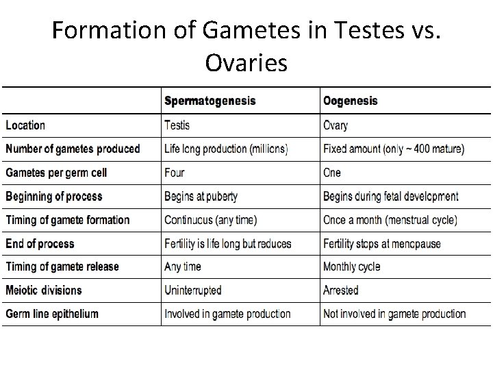 Formation of Gametes in Testes vs. Ovaries 