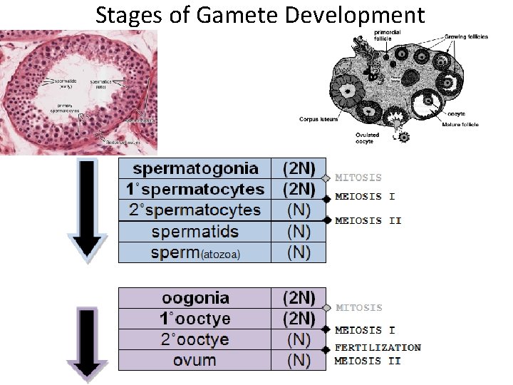 Stages of Gamete Development 