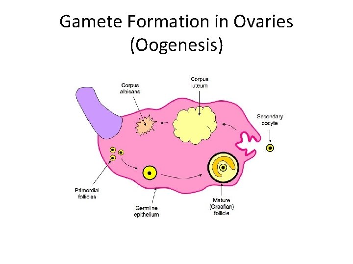 Gamete Formation in Ovaries (Oogenesis) 