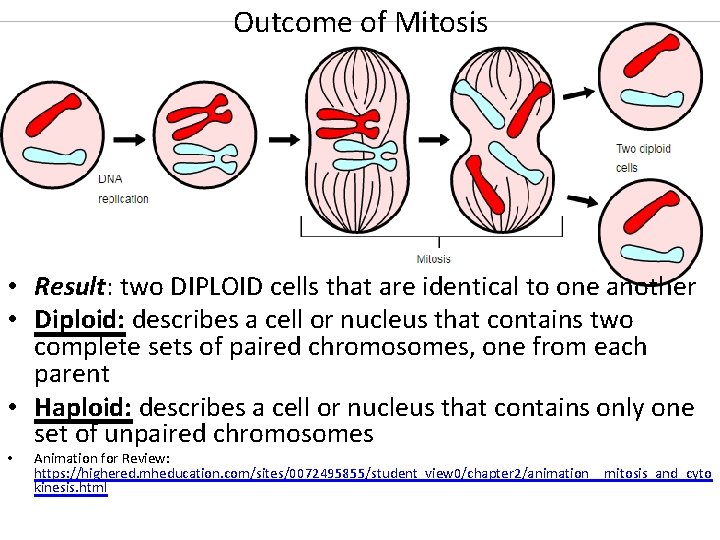 Outcome of Mitosis • Result: two DIPLOID cells that are identical to one another