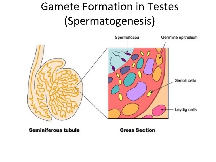 Gamete Formation in Testes (Spermatogenesis) 