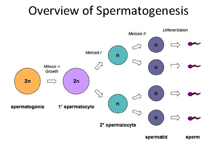 Overview of Spermatogenesis 