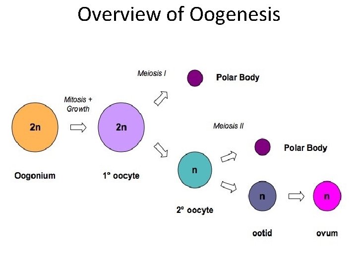 Overview of Oogenesis 