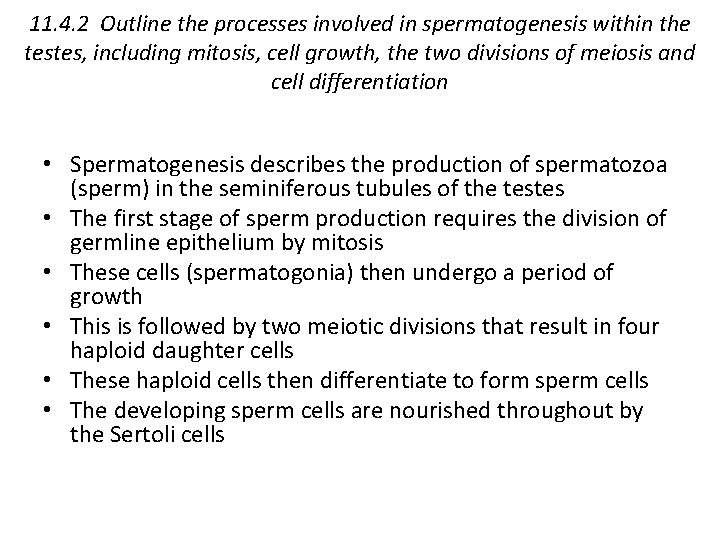 11. 4. 2 Outline the processes involved in spermatogenesis within the testes, including mitosis,