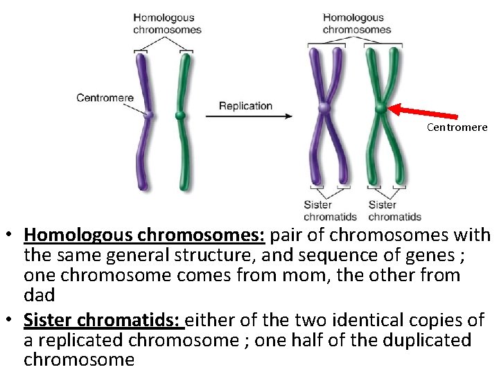Centromere • Homologous chromosomes: pair of chromosomes with the same general structure, and sequence