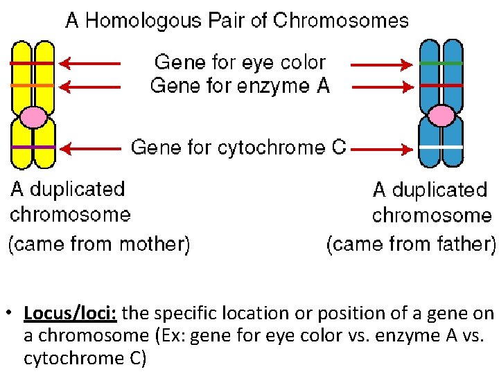  • Locus/loci: the specific location or position of a gene on a chromosome