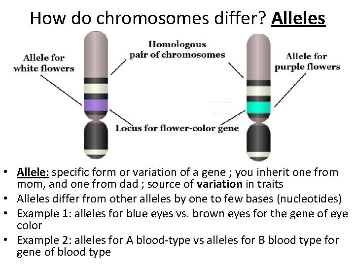 How do chromosomes differ? Alleles • Allele: specific form or variation of a gene