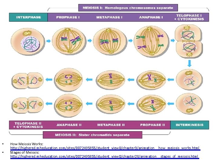  • • How Meiosis Works: http: //highered. mheducation. com/sites/0072495855/student_view 0/chapter 3/animation__how_meiosis_works. html Stages