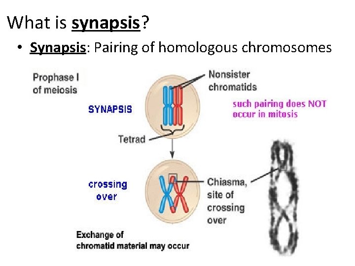 What is synapsis? • Synapsis: Pairing of homologous chromosomes 