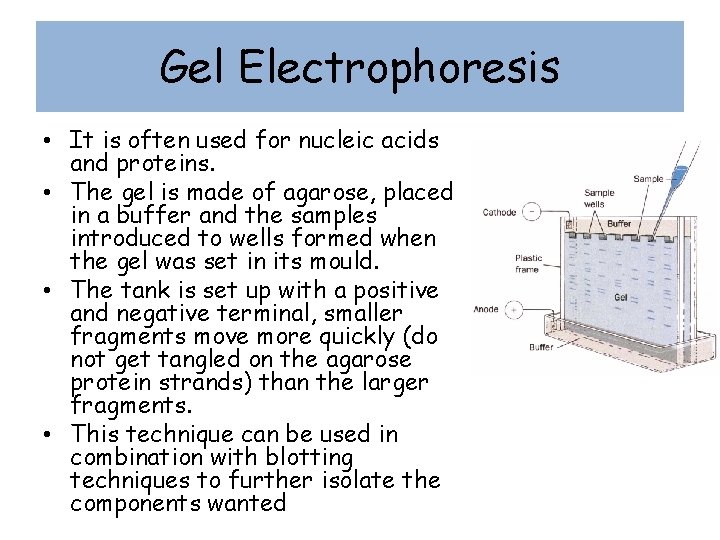 Gel Electrophoresis • It is often used for nucleic acids and proteins. • The