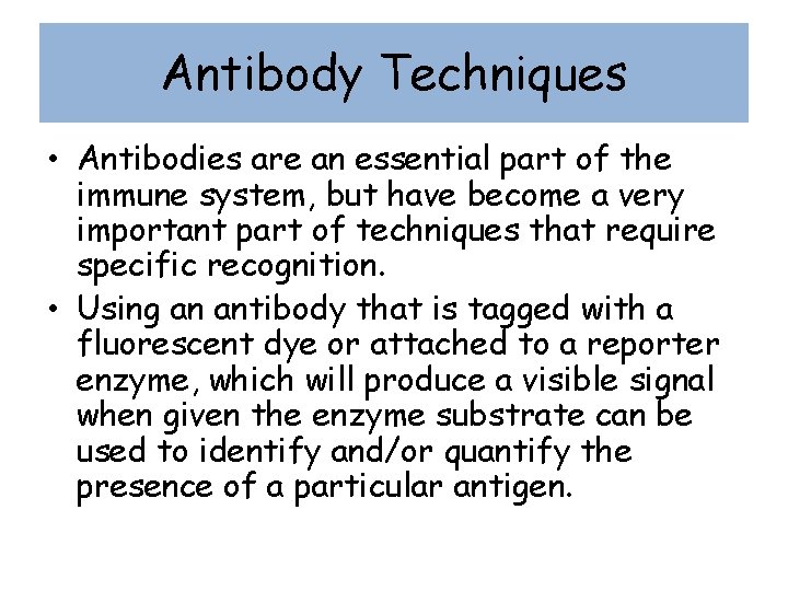 Antibody Techniques • Antibodies are an essential part of the immune system, but have