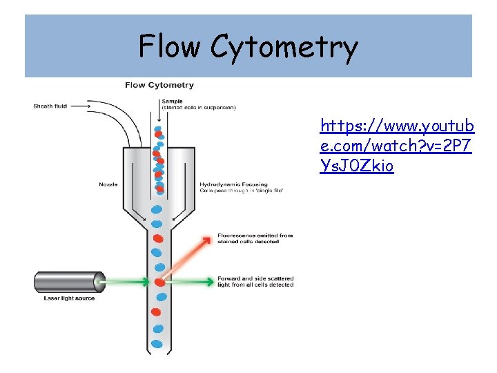 Flow Cytometry https: //www. youtub e. com/watch? v=2 P 7 Ys. J 0 Zkio