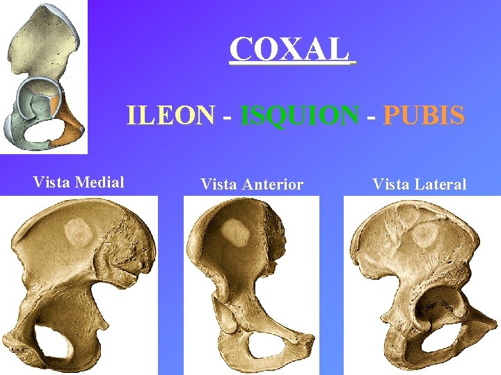 COXAL ILEON - ISQUION - PUBIS Vista Medial Vista Anterior Vista Lateral 
