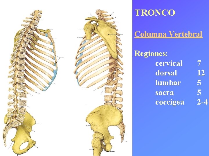 TRONCO Columna Vertebral Regiones: cervical dorsal lumbar sacra coccígea 7 12 5 5 2