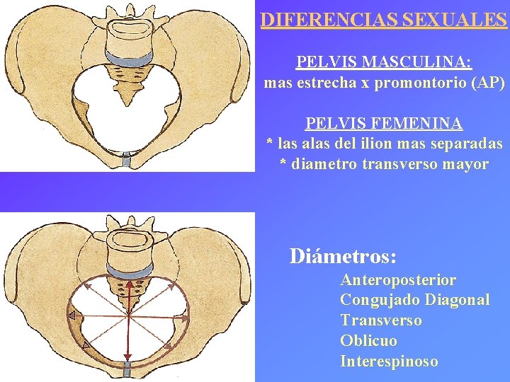 DIFERENCIAS SEXUALES PELVIS MASCULINA: mas estrecha x promontorio (AP) PELVIS FEMENINA * las alas