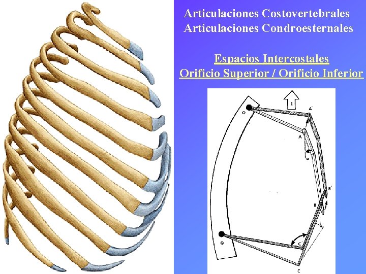 Articulaciones Costovertebrales Articulaciones Condroesternales Espacios Intercostales Orificio Superior / Orificio Inferior 