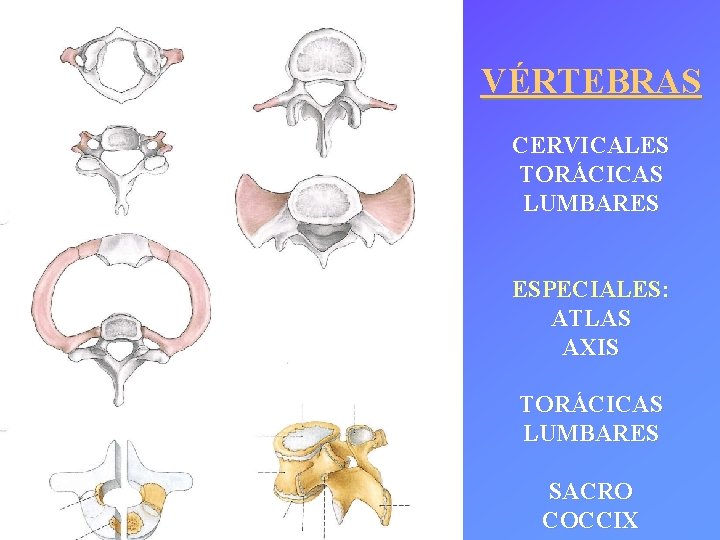 VÉRTEBRAS CERVICALES TORÁCICAS LUMBARES ESPECIALES: ATLAS AXIS TORÁCICAS LUMBARES SACRO COCCIX 