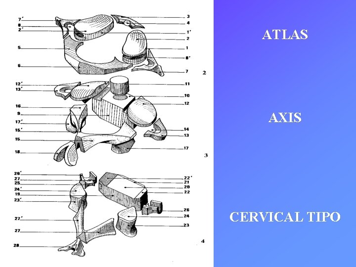 ATLAS AXIS CERVICAL TIPO 