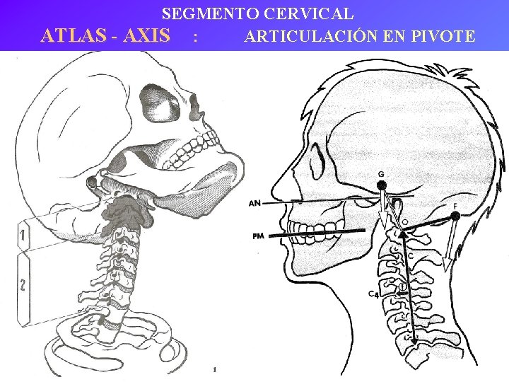 SEGMENTO CERVICAL ATLAS - AXIS : ARTICULACIÓN EN PIVOTE 