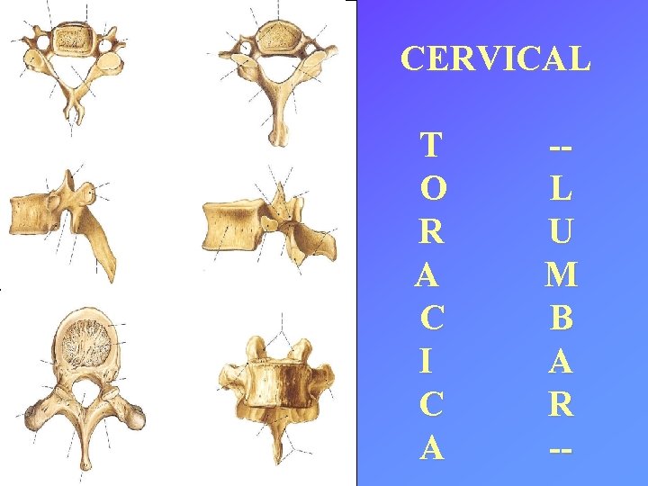 CERVICAL T O R A C I C A -L U M B A