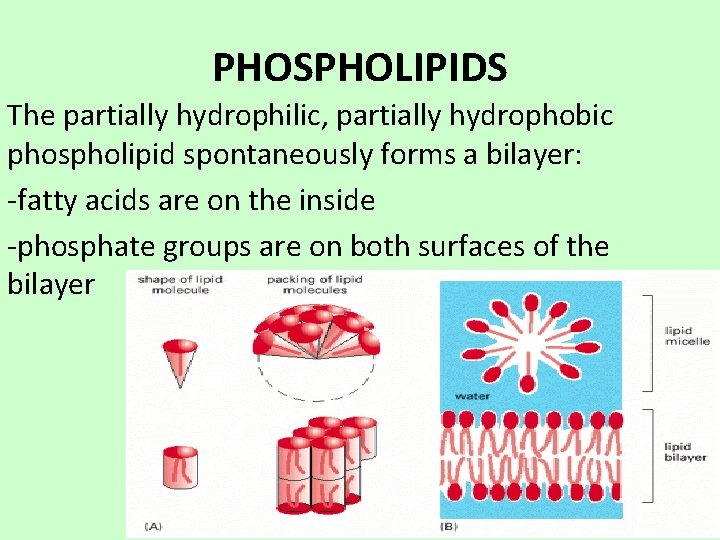PHOSPHOLIPIDS The partially hydrophilic, partially hydrophobic phospholipid spontaneously forms a bilayer: -fatty acids are