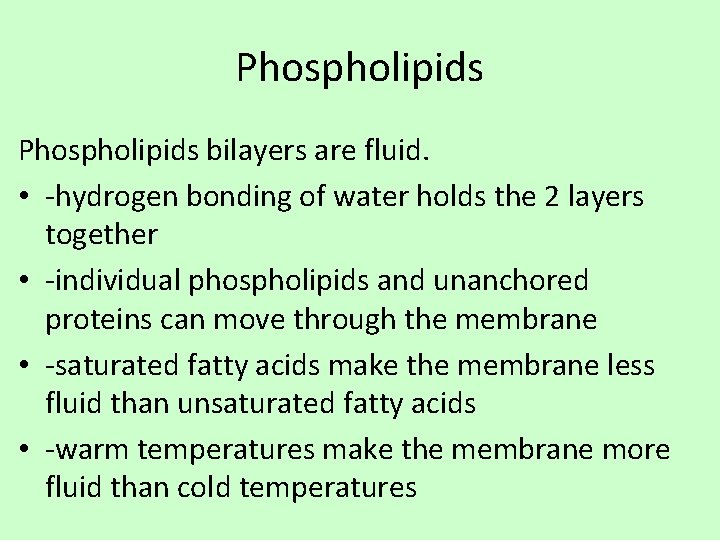 Phospholipids bilayers are fluid. • -hydrogen bonding of water holds the 2 layers together