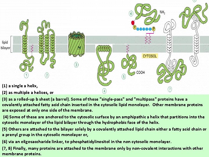 (1) a single a helix, (2) as multiple a helices, or (3) as a