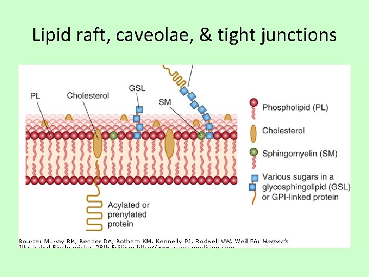 Lipid raft, caveolae, & tight junctions 