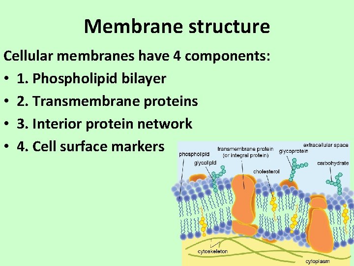 Membrane structure Cellular membranes have 4 components: • 1. Phospholipid bilayer • 2. Transmembrane