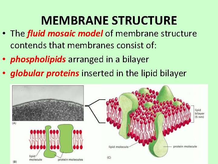 MEMBRANE STRUCTURE • The fluid mosaic model of membrane structure contends that membranes consist