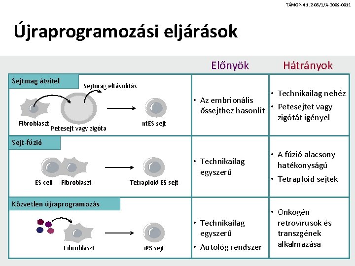 TÁMOP-4. 1. 2 -08/1/A-2009 -0011 Újraprogramozási eljárások Előnyök Sejtmag átvitel Fibroblaszt Sejtmag eltávolítás Petesejt