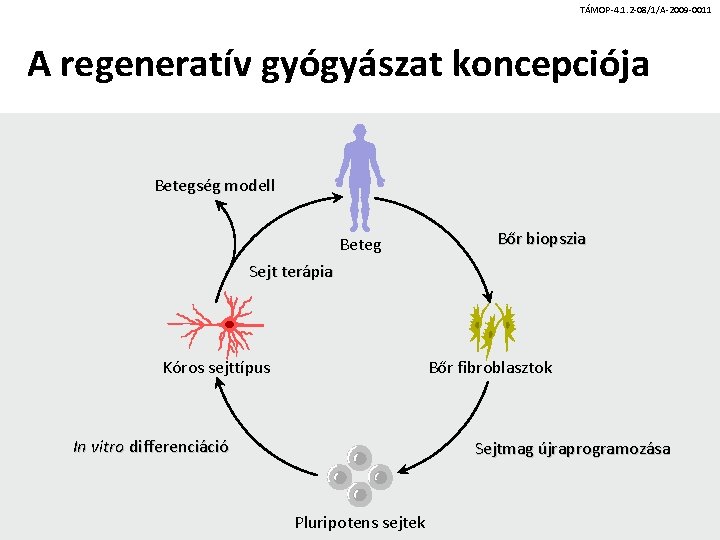 TÁMOP-4. 1. 2 -08/1/A-2009 -0011 A regeneratív gyógyászat koncepciója Betegség modell Beteg Bőr biopszia