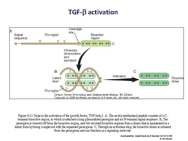 TGF-b activation Figure 4 -11 Steps in the activation of the growth factor, TGF-beta;