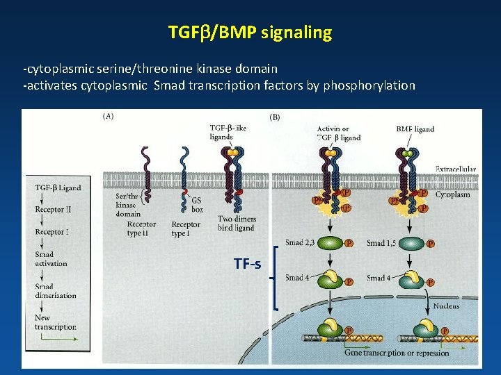 TGFb/BMP signaling -cytoplasmic serine/threonine kinase domain -activates cytoplasmic Smad transcription factors by phosphorylation TF-s