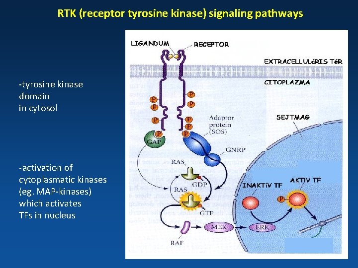 RTK (receptor tyrosine kinase) signaling pathways ligand RTK receptor Extracellular space -tyrosine kinase domain